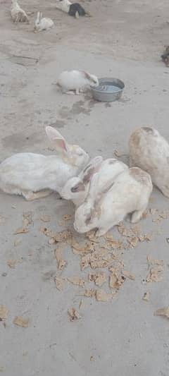 Rabbit colony for sale