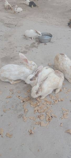 Rabbit colony for sale 0