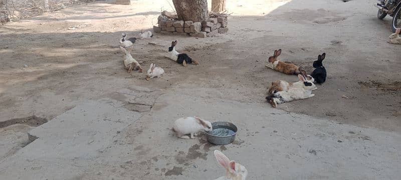 Rabbit colony for sale 1