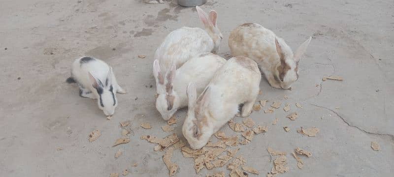 Rabbit colony for sale 2