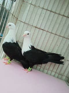 Diffrent pigeons pairs available