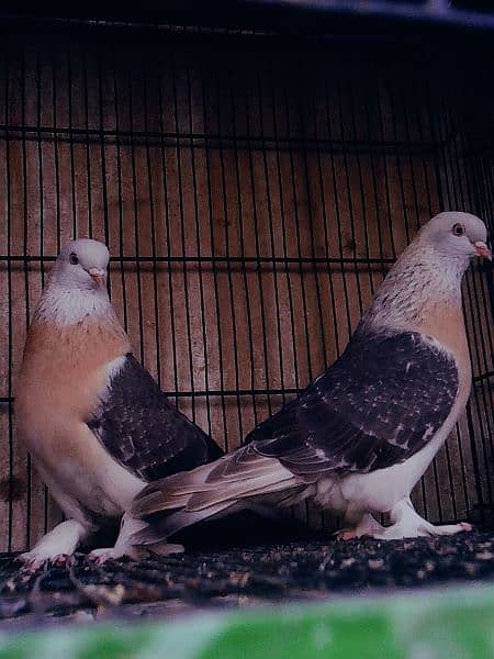 Diffrent pigeons pairs available 1