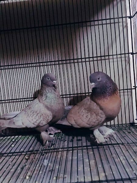 Diffrent pigeons pairs available 2