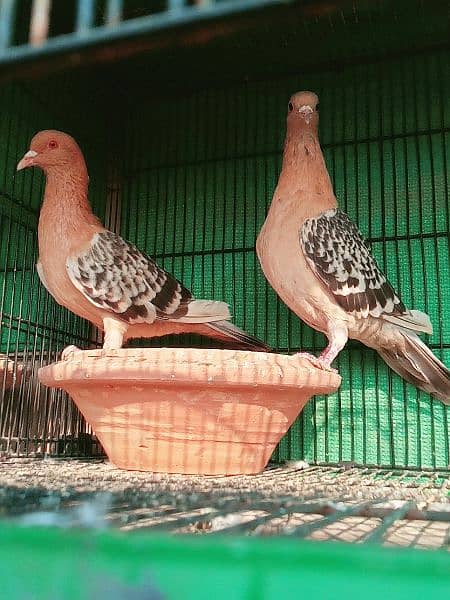 Diffrent pigeons pairs available 4