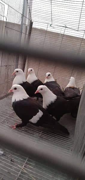 Diffrent pigeons pairs available 5