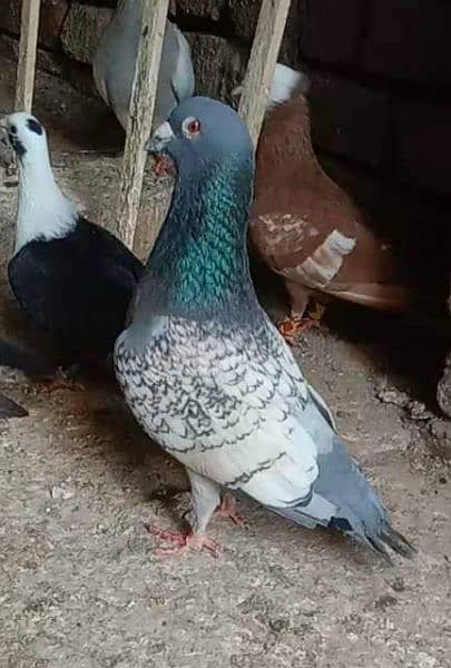 Diffrent pigeons pairs available 6