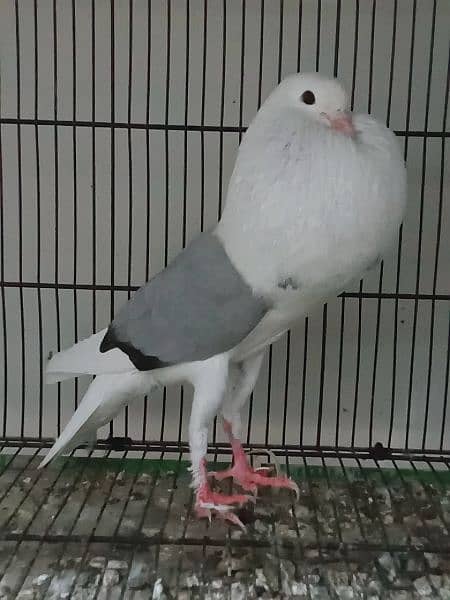 Diffrent pigeons pairs available 7
