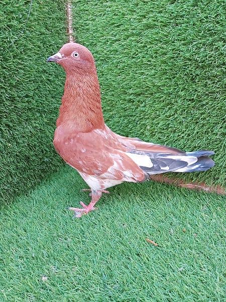 Diffrent pigeons pairs available 8