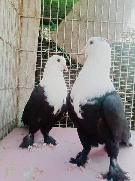 Diffrent pigeons pairs available 9