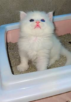 Persian Cat for sale Extra long qoting blue eyes punch face 0