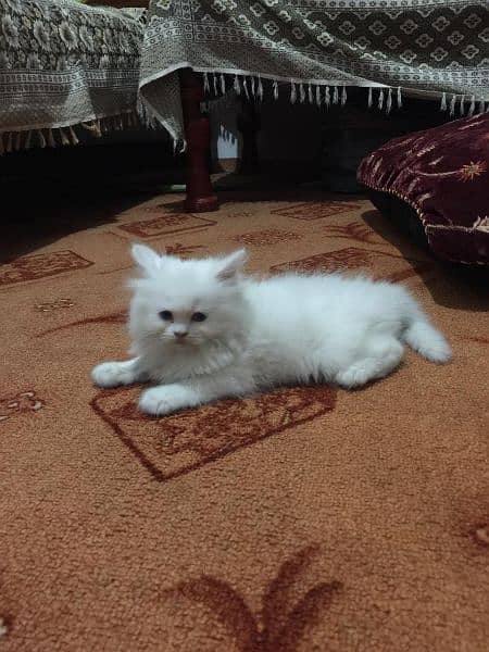 Persian Cat for sale Extra long qoting blue eyes punch face 1