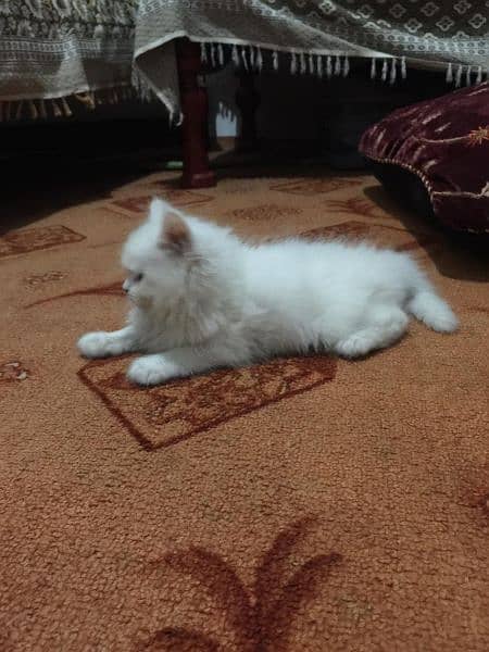 Persian Cat for sale Extra long qoting blue eyes punch face 2