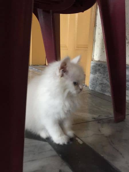 Persian Cat for sale Extra long qoting blue eyes punch face 3