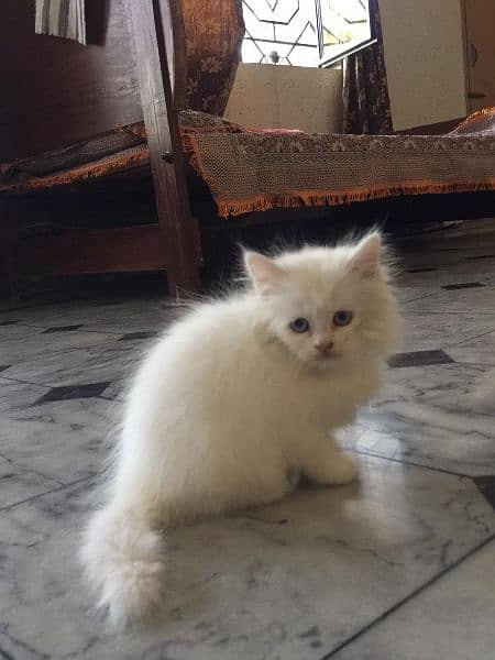 Persian Cat for sale Extra long qoting blue eyes punch face 6