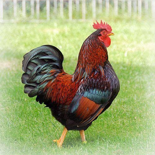 hen for sale 2