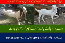 Online butcher available goat 6000 cow 20000