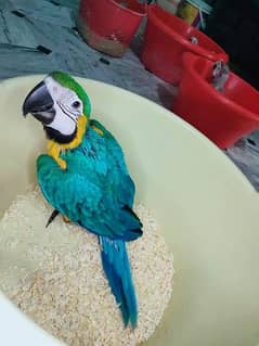 blue macaw parrot cheeks 03196910265