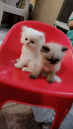 triple cote extreme punch face persian kitten play full and healthy.