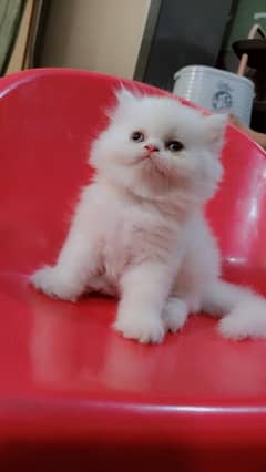triple cote extreme punch face persian kitten play full and healthy. 0