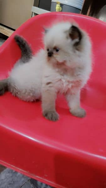triple cote extreme punch face persian kitten play full and healthy. 1