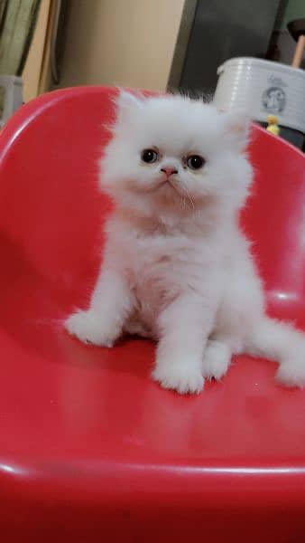 triple cote extreme punch face persian kitten play full and healthy. 2