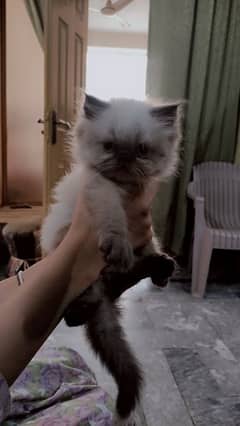 triple cote extreme punch face persian kitten play full and healthy.