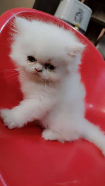 triple cote extreme punch face persian kitten play full and healthy. 4