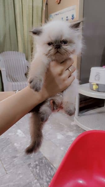 triple cote extreme punch face persian kitten play full and healthy. 5