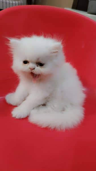 triple cote extreme punch face persian kitten play full and healthy. 6