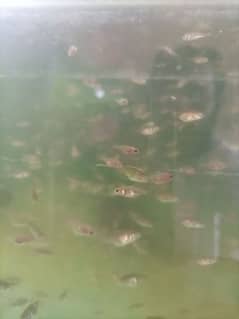 subakin goldfish fry 1.5 month age size 1/2 inches and mix 0