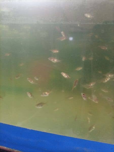 subakin goldfish fry 1.5 month age size 1/2 inches and mix 1