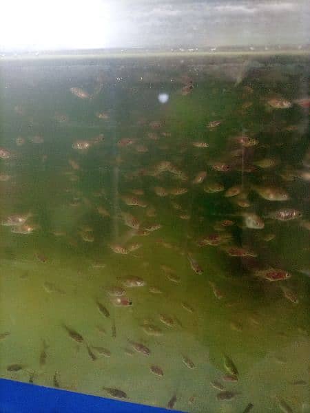 subakin goldfish fry 1.5 month age size 1/2 inches and mix 2