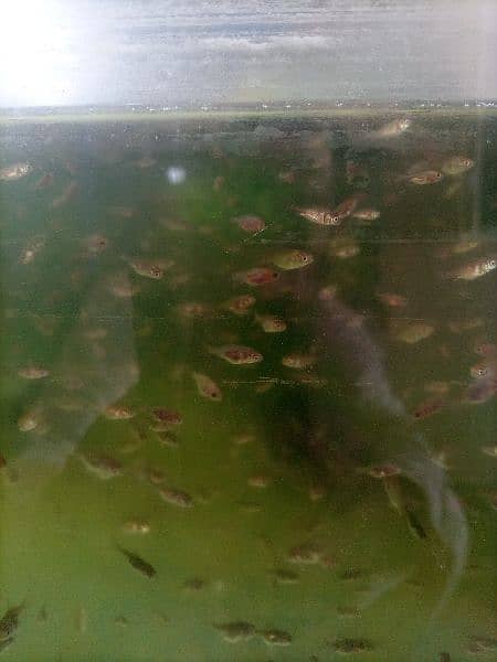 subakin goldfish fry 1.5 month age size 1/2 inches and mix 3