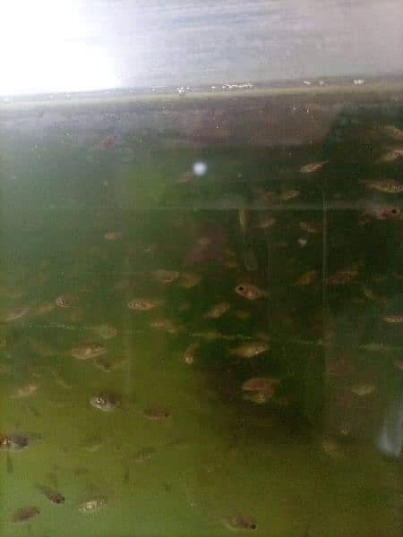subakin goldfish fry 1.5 month age size 1/2 inches and mix 4