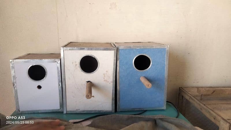 bird breeding box Whatsapp number 03430406757 0