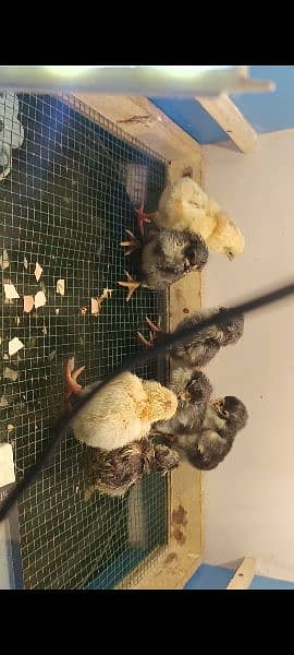 56 eggs auto incubator hatching ruslt 90% 1