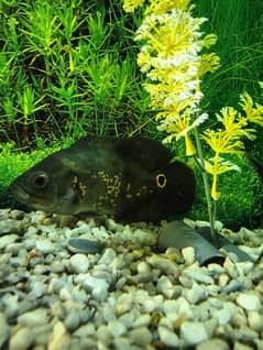 Oscar Fish (Tiger Albino Copper) 0