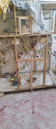 Budgies For Sale King Size Bloodline 0