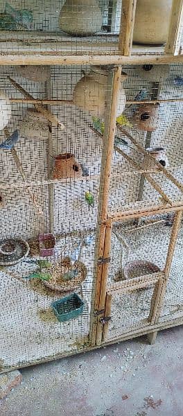 Budgies For Sale King Size Bloodline 1