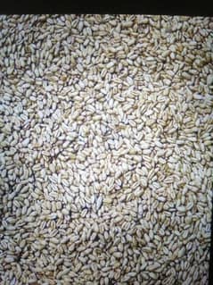 Wheat for Sale in Faisalabad