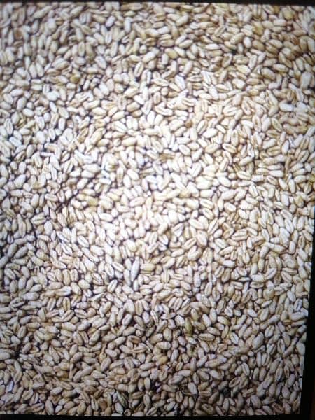 Wheat for Sale in Faisalabad 1