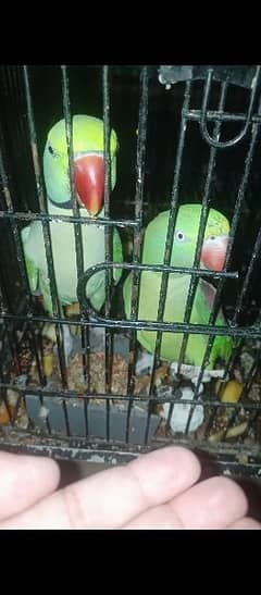 raw parrot pair| jambo size parrot | raw parrot | green parrots
