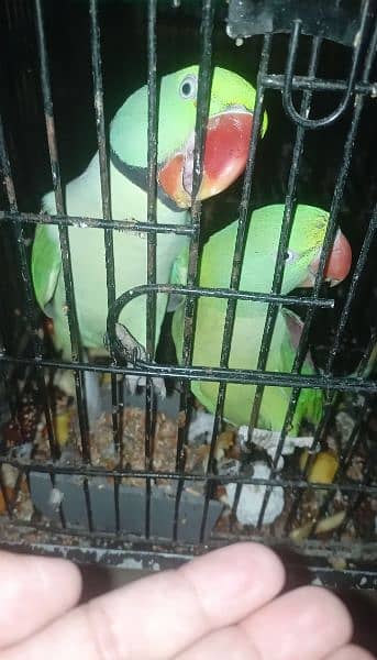 raw parrot pair| jambo size parrot | raw parrot | green parrots 1