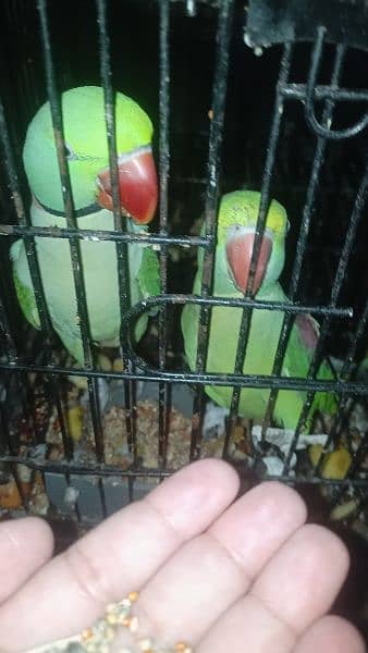 raw parrot pair| jambo size parrot | raw parrot | green parrots 2