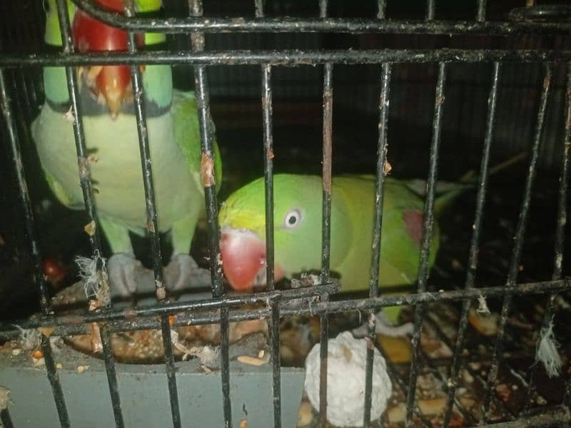 raw parrot pair| jambo size parrot | raw parrot | green parrots 3