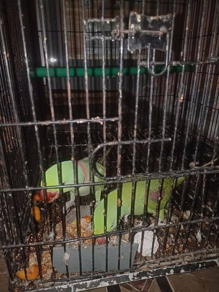 raw parrot pair| jambo size parrot | raw parrot | green parrots 4