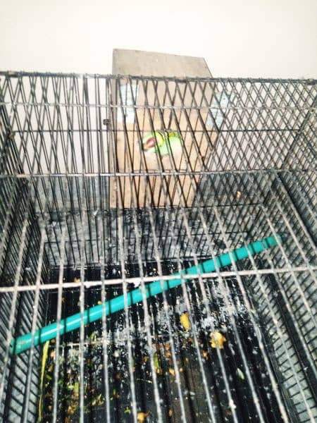 raw parrot pair| jambo size parrot | raw parrot | green parrots 5