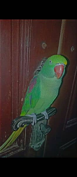 raw parrot pair| jambo size parrot | raw parrot | green parrots 7