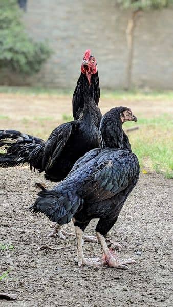 Black Aseel Pair 1