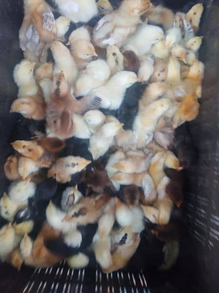 golden misri chicks or duck chicks 0